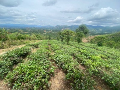 Dịch khó khăn cần bán lô đất vườn Lâm Đồng có sổ