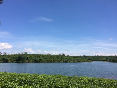 Chủ cần bán gấp 3 xào đất vườn view hồ cạnh trung tâm thành phố Bảo Lộc